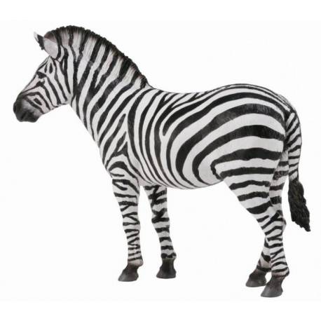 Zebra Collecta