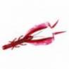 Naluci JACKALL Ika Craw 3" Sheer Blood, 7.6cm, 8 buc/plic