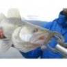 Vierme siliconic HITFISH Tukashine 8.9cm, culoare R74, 7buc/plic