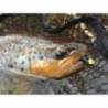 Larva siliconica FISHUP Trout Series Cheese Yochu 4.3cm, culoare 113 Hot Orange, 8buc/plic