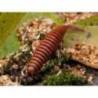 Grub FISHUP Tanta 2.5cm, culoare 043 Watermelon Brown Black, 12buc/plic