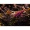 Naluca FISHUP Stonefly 2.1cm culoare 050 Green Pumpkin Brown Red & Purple