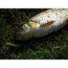 Larva siliconica FISHUP Trout Series Morio Cheese 3.1cm, culoare 140 Dark Olive White, 12buc/plic