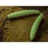 Larva siliconica FISHUP Trout Series Morio Cheese 3.1cm, culoare 138 Coffee Milk Earthworm, 12buc/plic