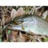 Vierme FISHUP ARW Worm 5.5cm, culoare 057 Bluegill, 12buc/plic