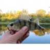 Vierme FISHUP ARW Worm 5.5cm, culoare 057 Bluegill, 12buc/plic