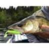 Shad KEITECH Easy Shiner Ghost Rainbow 482