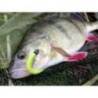 Shad KEITECH Swing Impact 7.6cm, Ghost Rainbow Trout 482, 10buc/plic