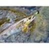 Lingurita rotativa SMITH AR-S Spinner Trout 4.5g, culoare 13