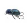 Vobler GLOOG Magni 3cm, 2.5g, Floating, culoare CB Classic Beetle