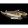 Shad KEITECH Impact Ayu 400, 12.5cm, 6 buc/plic